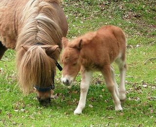 Day-old-shetland-pony-foal-and-mare
