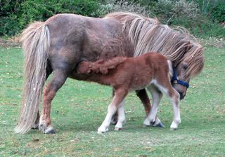 Day-old-shetland-pony-foal-feeding